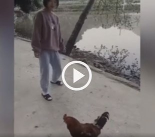 The girl was chased after by the rooster and teased the chicken with her legs