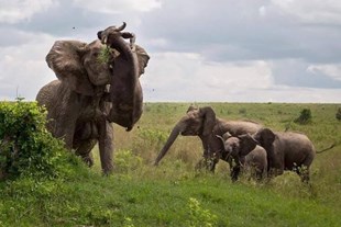 ภาพการเอาชีวิตรอดที่ดุเดือดในป่า