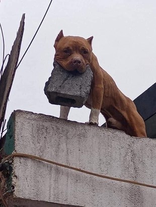 Super Cool images of 2 Pitbull dogs