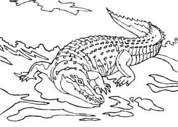 Summary of alligator coloring pictures for baby to practice coloring