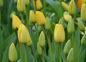 Verzameling van de mooiste gele tulpen afbeeldingen