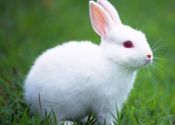 Verzameling van afbeeldingen van de mooiste, schattige konijnen