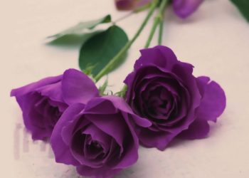 Colección de las más bellas imágenes de rosas moradas