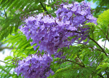 Colección de las flores phoenix púrpuras más bellas