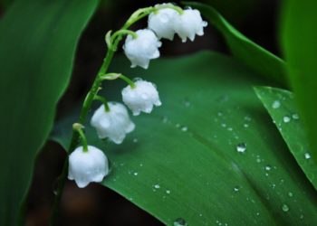 Mira las fotos de la hermosa campana de orquídeas