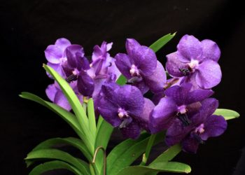 Topfotos van de mooiste paarse orchideeën die je niet kende