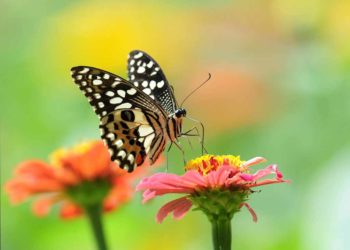 Las mejores imágenes de mariposas como hermosos fondos de pantalla - Fondos, características de las mariposas