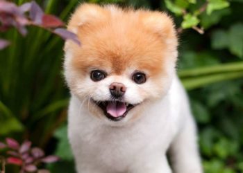 50 gambar anak anjing comel comel terbaik sebagai kertas dinding yang indah