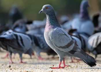 50 burung merpati terindah - simbol kedamaian