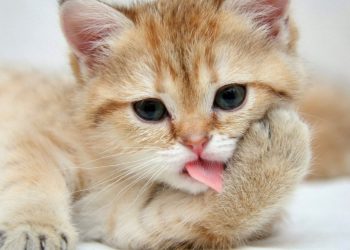 Top 50 images of cute kittens