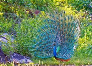 Fotos van de mooiste vogels ter wereld