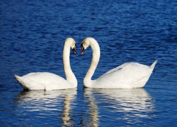 Top 50 beautiful images of swans - the most faithful animals in the world
