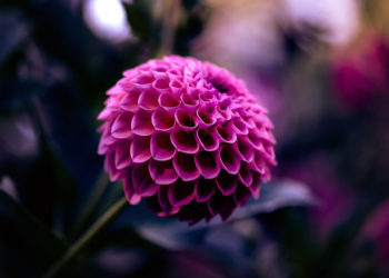 Top 50 most beautiful dahlia images today