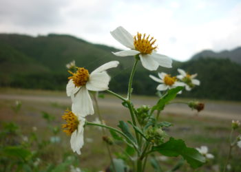 Resumen de bellas imágenes, estado o significado sobre flores silvestres