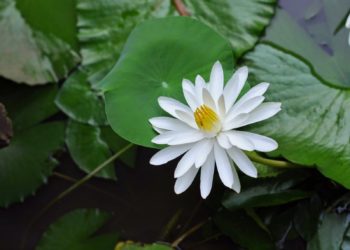 Top beautiful images of water lilies and things you do not know