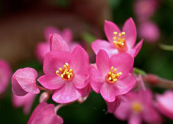 티곤 꽃의 이미지-상한 꽃은 아름다운 사랑에 대한 슬픈 이야기를 가져옵니다.