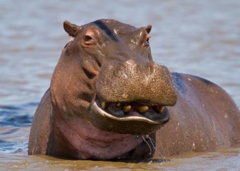 Collection of the most beautiful hippo images - Powerful animals in the natural world