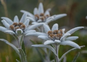 Samenvatting van de mooiste sneeuwfluwelen bloemen - De nationale bloem van Zwitserland