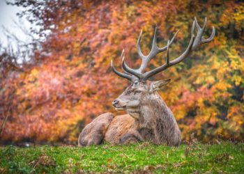 Collecting images of the most beautiful deer