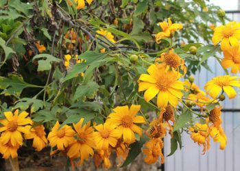 Colección de los girasoles salvajes más bellos.