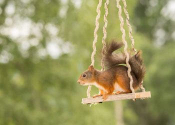 Overzicht van super schattige en ondeugende afbeeldingen van eekhoorns getransformeerd door elke foto