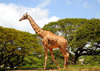 Zbiór najpiękniejszych zdjęć żyrafy