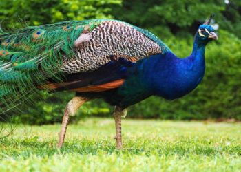 Las 50 imágenes de pavo real coloridas más bellas del mundo