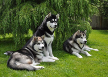 Collection of funny and lovely Alaskan dogs