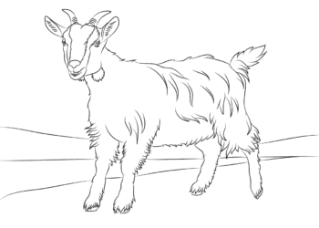 Collection of the best funny coloring pictures of goats for kids