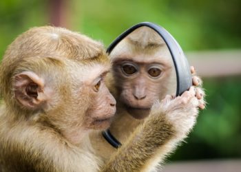 Collection of extremely beautiful and cutest monkey images