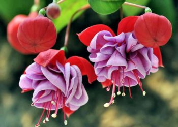 ترکیب زیباترین تصاویر از گلهای فانوس - نام این همه را می گوید