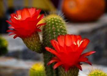 Resumen de las mejores imágenes de flores de cactus