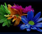 Farben Wallpaper Collection Colors Wallpaper Collection