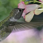 Hummingbirds theme