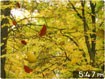 الذهبي أوراق شاشة 3D لنظام التشغيل Mac Golden Leaves 3D Screensaver for Mac
