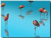 3D Flamingos for Mac OS X 2.3