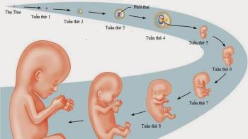 गर्भावस्था के प्रत्येक सप्ताह के अनुसार भ्रूण का विकास