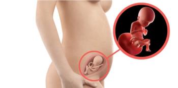 كيف ينمو الجنين الذي يبلغ من العمر 21 أسبوعًا في الرحم؟