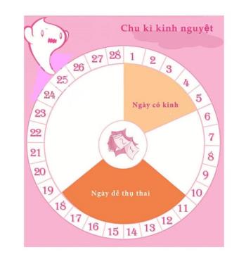 How to calculate the birth of a boy according to the menstrual cycle is 99% accurate