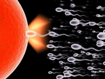 क्या महिलाओं को पता है कि सफल गर्भाधान के लिए एक सुंदर अंडे का आकार क्या है?