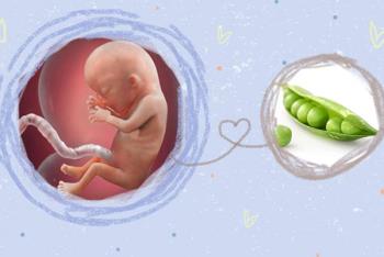 How does a 13-week-old fetus develop in the womb?