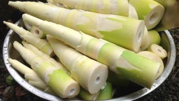 Can pregnant women eat fresh bamboo shoots for 8 months?