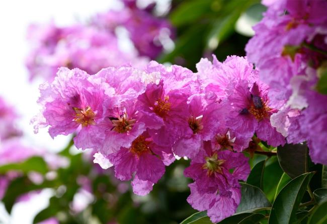 Frumoasă imagine violet cu floare de linte