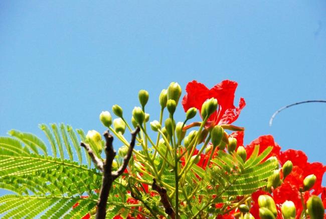 Fotos hermosas flores de fénix rojo