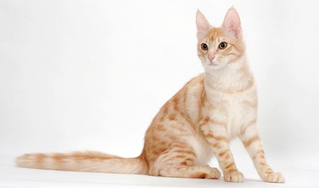 Коллекция самых красивых картин турецкой ангорской кошки