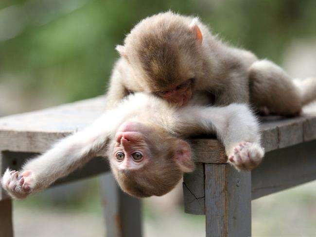 Koleksi gambar monyet yang sangat indah dan lucu
