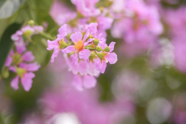 Hermosa imagen de flor de lenteja púrpura
