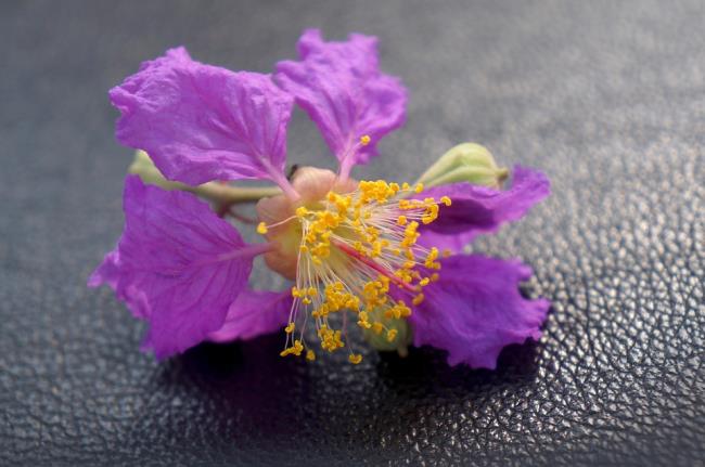 Frumoasă imagine violet cu floare de linte