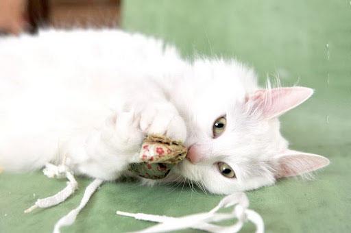 En güzel Türk Angora kedisi resimleri koleksiyonu