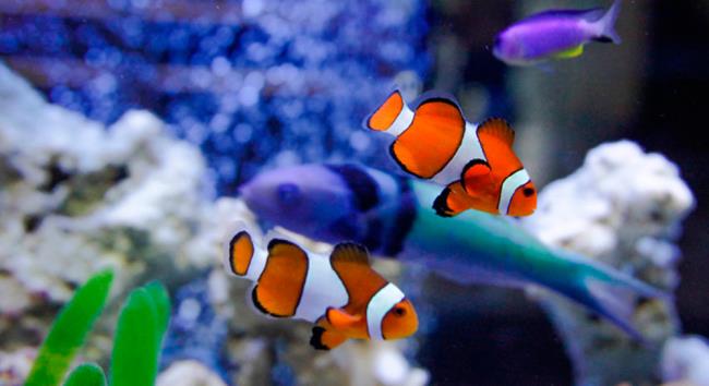 Résumé de quelques belles images d'aquarium